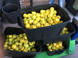 Fruit brandies and spirits made from your own harvest